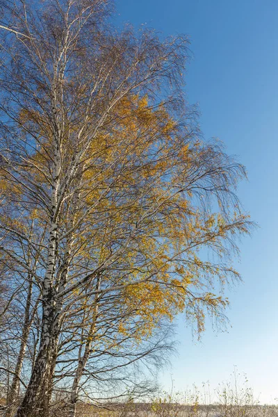 Birches Autumn First Snow — Stock Photo, Image