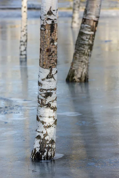 Betulla Nel Parco Nel Disgelo Invernale — Foto Stock