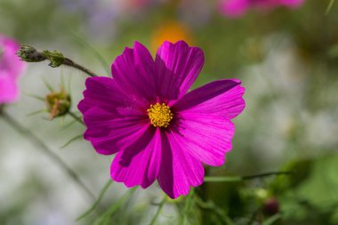 Bahçe closeup mor Cosmos bipinnatus çiçek