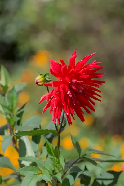 Fioritura Dalia Rossa Vicino Estate — Foto Stock