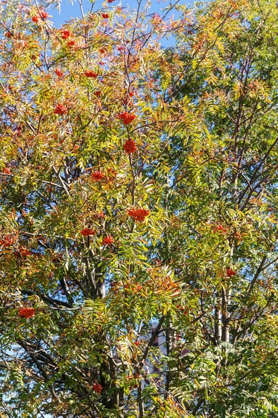 Rowan Branches Ripe Berries Sunny Day — Stock Photo, Image