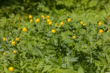 Güneşli bir günde bahar ormanda çiçek açan globeflowers
