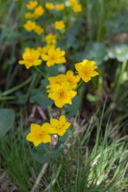 Marsh ıslak bir ormanda baharda çiçek açan kadife çiçeği
