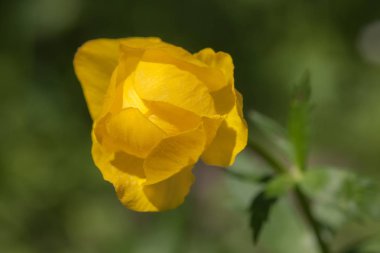 Bahar ormanda çiçek açan globeflower yakın çekim