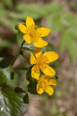 Marsh marigold çiçek açan bir ıslak orman portre