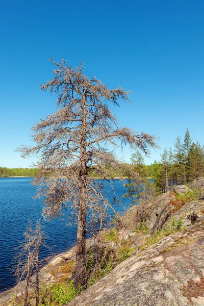 Göl Kıyısında Kayalık Kuru Ağaç — Stok fotoğraf