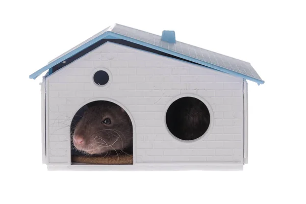 Studio Portrait Domestic Rat House — Stock Photo, Image