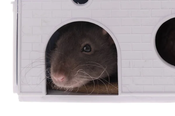 Studio Portret Van Binnenlandse Rat Het Huis — Stockfoto