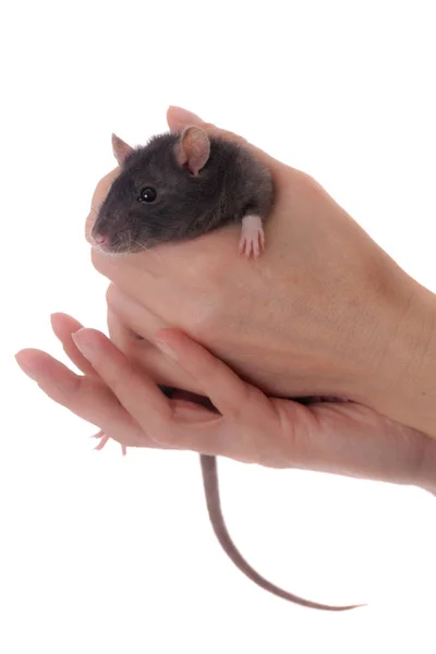 Portrait Black Domestic Rat Hands — Stock Photo, Image
