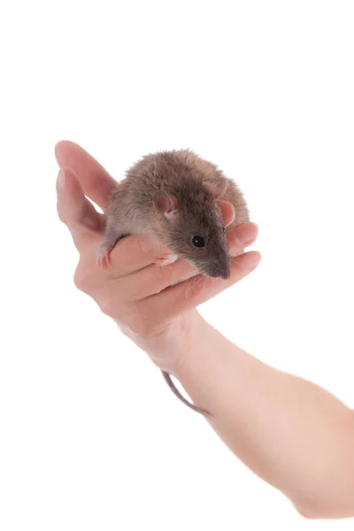 Kleine Braune Hausratte Auf Der Handfläche Aus Nächster Nähe — Stockfoto