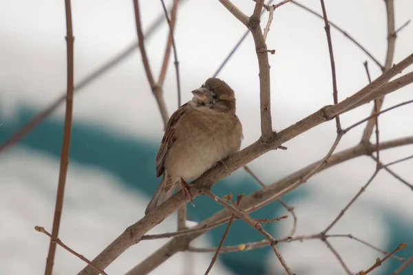 Sparrow Větvi Bush Zblízka — Stock fotografie