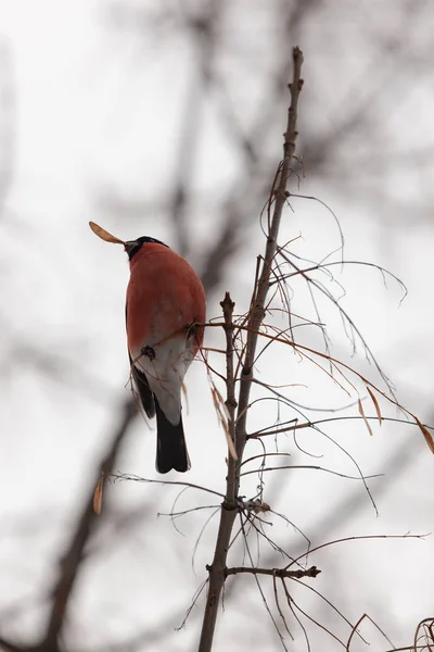 Bullfinch Branch Winter Eats Ash Seeds — Stock Photo, Image