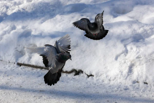 Two Pigeons Flight Winter Day — Stock Photo, Image