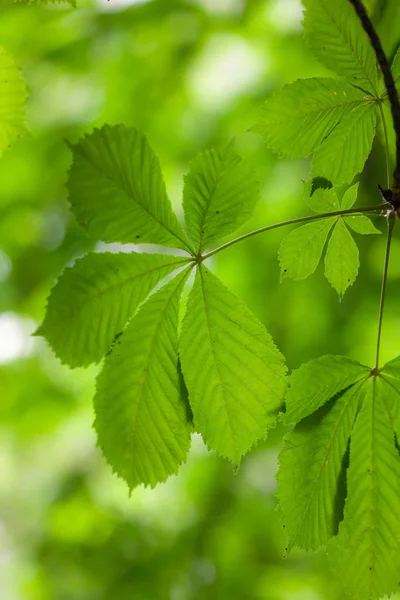 Las Hojas Verdes Del Castaño Acercan — Foto de Stock