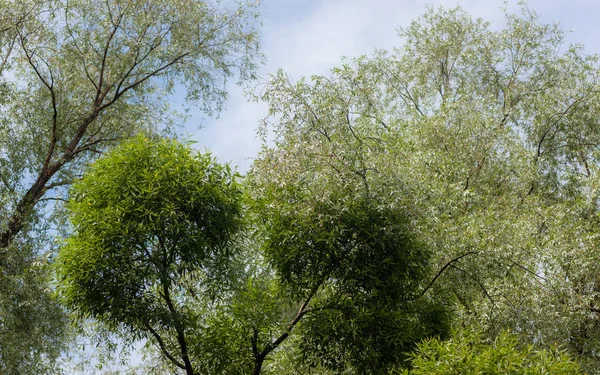Svěží Zeleň Stromů Počátkem Léta — Stock fotografie