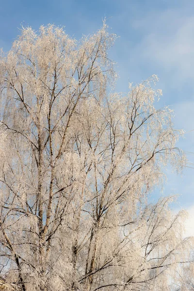 Abedules Con Nieve Frío Día Invierno —  Fotos de Stock