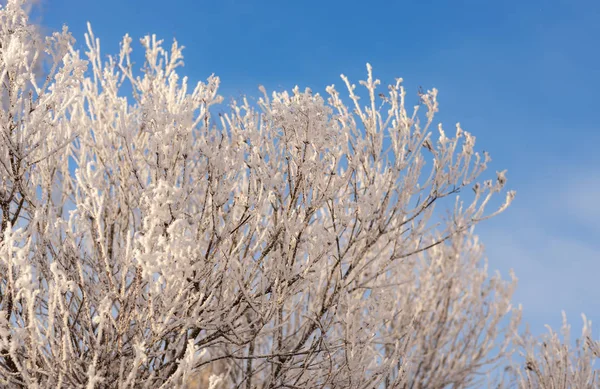 Branches Buissons Avec Neige Par Une Journée Froide Hiver — Photo