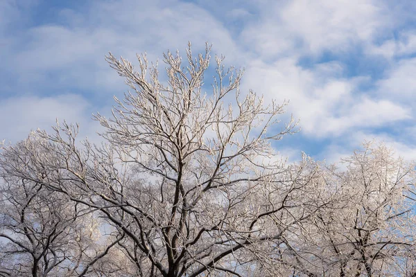 在寒冷的冬日里有雪的树 — 图库照片