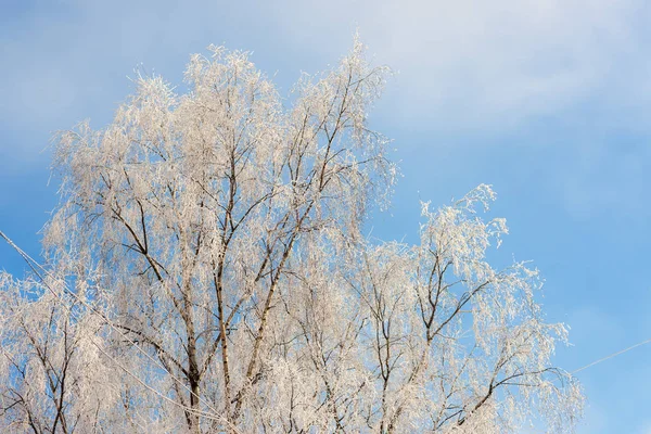 Bir Soğuk Kış Günü Kar Ile Ağaç — Stok fotoğraf
