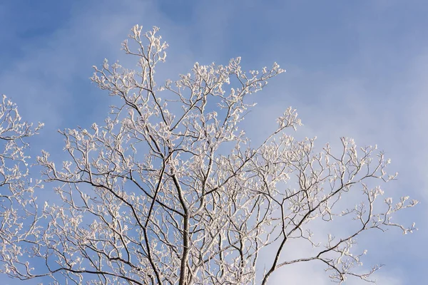 Arbres Avec Neige Par Une Froide Journée Hiver — Photo