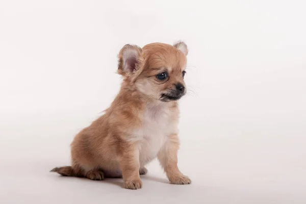 Studio Porträtt Chihuahua Valp Vit Bakgrund Närbild — Stockfoto