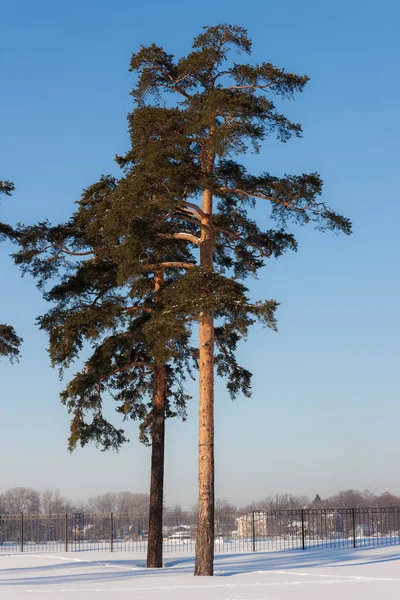 在阳光明媚的日子里 在冬季公园里的松树 — 图库照片