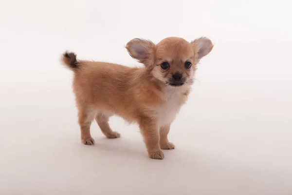 Studio Porträtt Chihuahua Valp Vit Bakgrund Närbild — Stockfoto