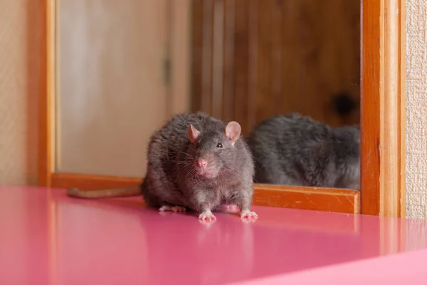 Portrait Black Domestic Rat Mirror — Stock Photo, Image