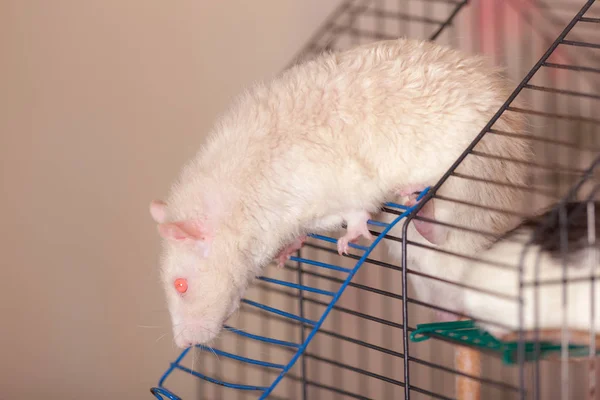 Portret Van Een Witte Binnenlandse Rat Een Kooi — Stockfoto