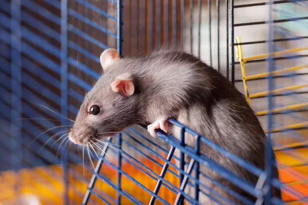 Portrait Black Domestic Rat Cage — Stock Photo, Image