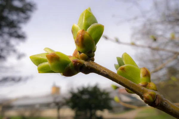 Brotes Árboles Verdes Primavera Cerca —  Fotos de Stock