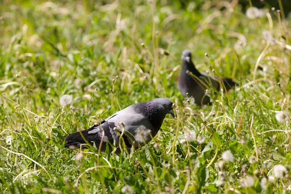 Deux Pigeons Gris Dans Herbe Verte Été — Photo