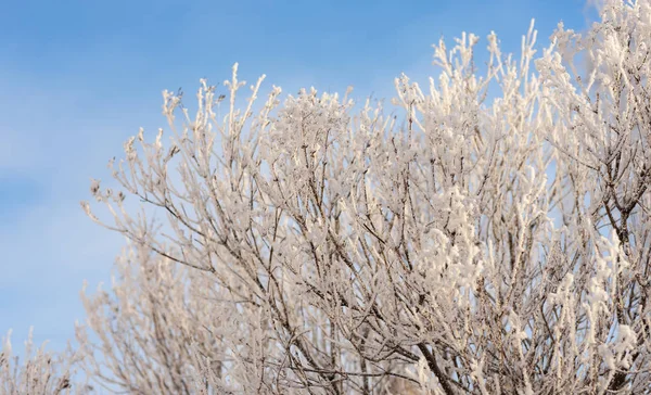 在寒冷的冬日 有雪的灌木树枝 — 图库照片