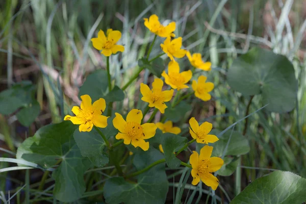 Marsh Marigold Blooming Wet Forest Spring — Stock Photo, Image