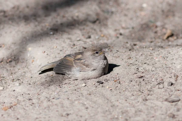 Portrait Sparrow Sand Pit — Stock Photo, Image