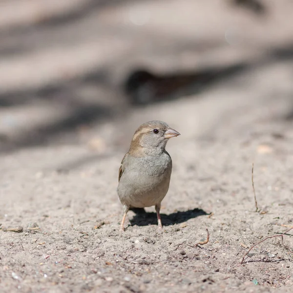 Portrait Sparrow Sand — Stock Photo, Image