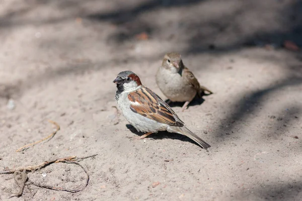 Portrait Sparrow Sand — Stock Photo, Image