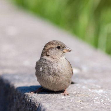 güneşli bir günde bir taş üzerinde bir serçe portresi