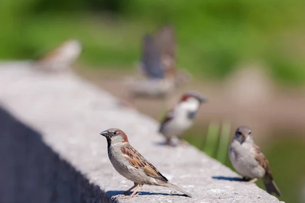 Sparrows Sit Stone Sunny Day — Stock Photo, Image