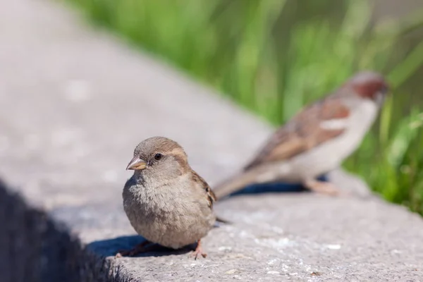 Sparrows Stone Sunny Day — Stock Photo, Image