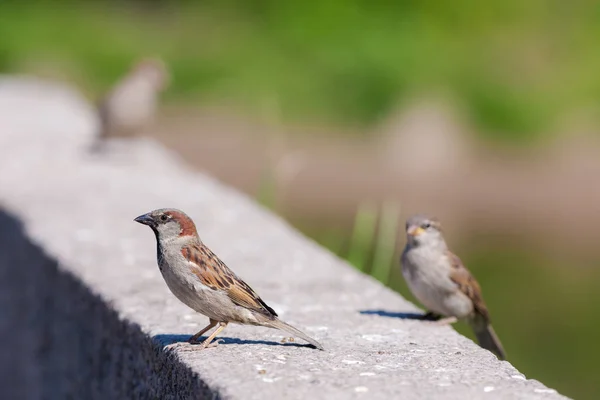 Sparrows Sit Stone Sunny Day — Stock Photo, Image