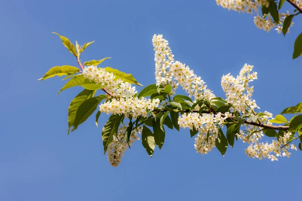 Branch Flowering Bird Cherry Spring — Stock Photo, Image