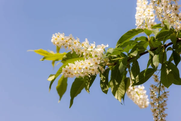 Branch Flowering Bird Cherry Spring — Stock Photo, Image
