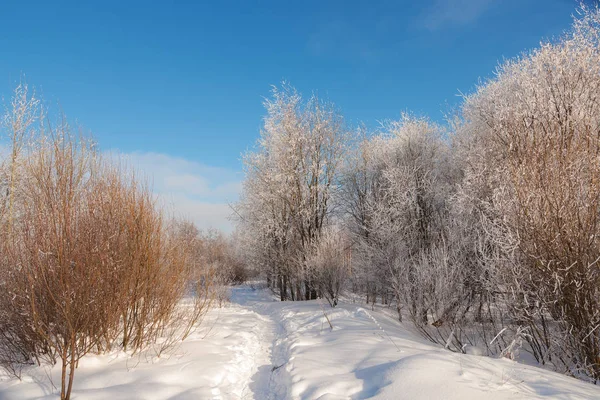 Paysage Ensoleillé Dans Forêt Hiver Par Une Journée Froide — Photo