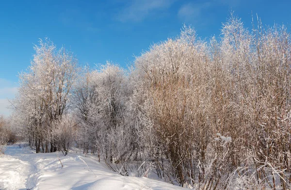 Ηλιόλουστο Τοπίο Μέσα Στο Δάσος Του Χειμώνα Για Μια Κρύα — Φωτογραφία Αρχείου