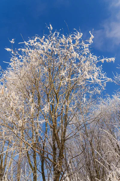 Aspens Sob Neve Dia Inverno — Fotografia de Stock