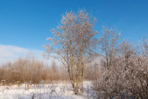 阳光明媚的景观在冬季森林在寒冷的日子 — 图库照片