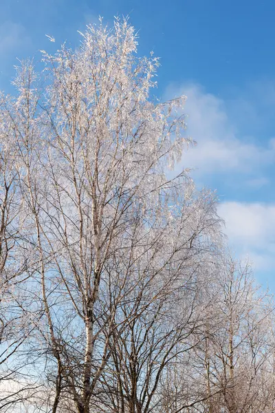 Árvores Caducas Sob Neve Dia Inverno — Fotografia de Stock