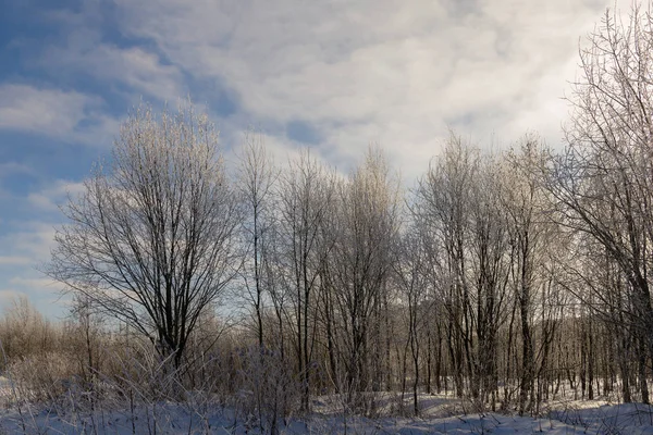 Soliga Landskap Kall Vinterdag — Stockfoto