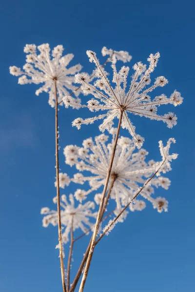 Tørt Græs Frosten Mod Himlen - Stock-foto